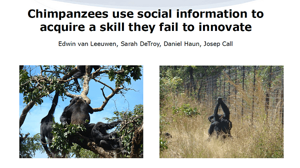 LIVE - Chimpanzees use social information to acquire a skill they fail to innovate