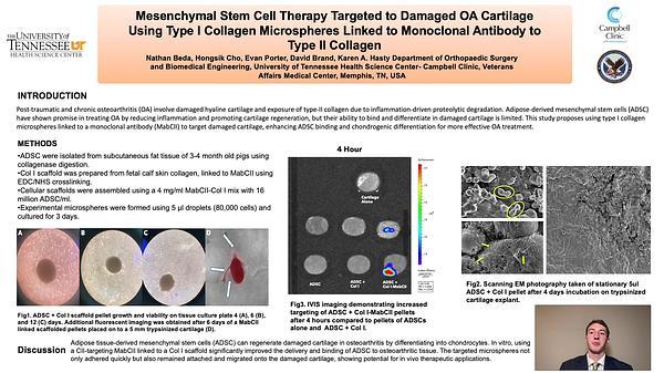 Mesenchymal Stem Cell Therapy Targeted to Damaged OA CartilageUsing Type I Collagen Microspheres Linked to Monoclonal Antibody to Type II Collagen