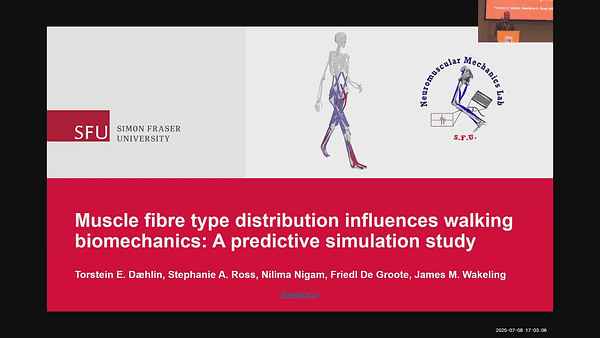 Muscle fibre type distribution influences walking biomechanics: A predictive simulation study