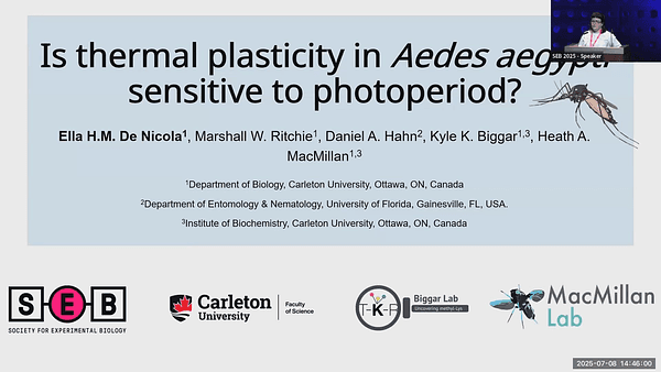 Is thermal plasticity in Aedes aegypti sensitive to photoperiod?