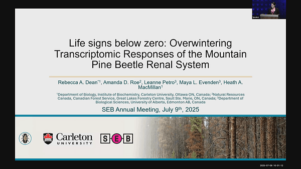Life signs below zero: Overwintering Transcriptomic Responses of the Mountain Pine Beetle Renal System
