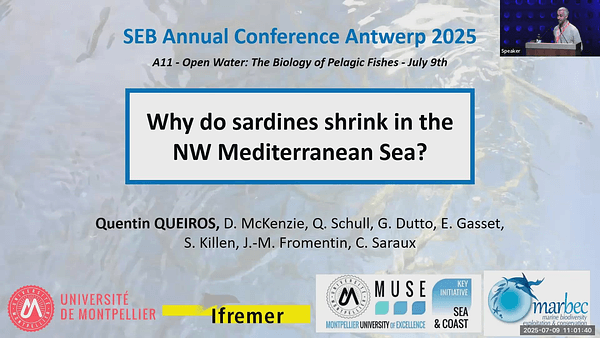 Why sardines shrink in the NW Mediterranean Sea?