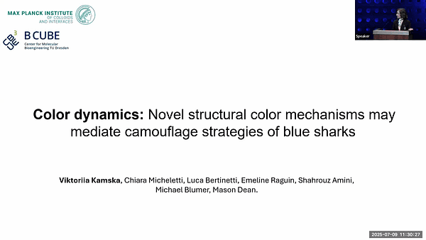 Color dynamics: Novel structural color mechanisms may mediate camouflage strategies of blue sharks