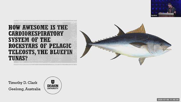 How awesome is the cardiorespiratory system of the rockstars of pelagic teleosts, the bluefin tunas?