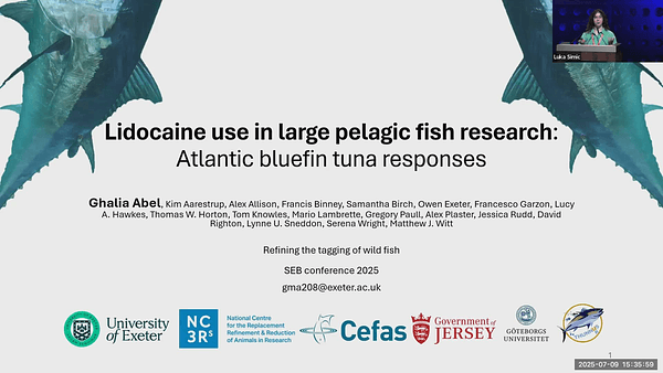 Lidocaine use in large pelagic fish research