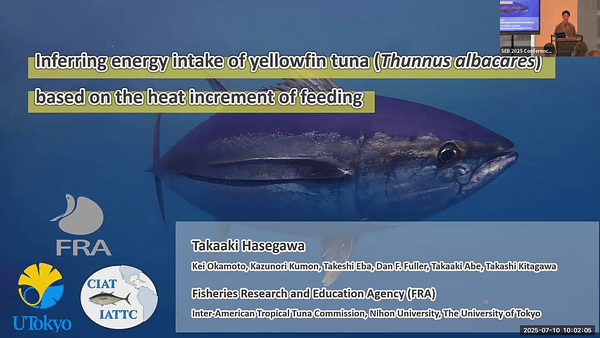 Inferring energy intake of yellowfin tuna (Thunnus albacares) based on the heat increment of feeding