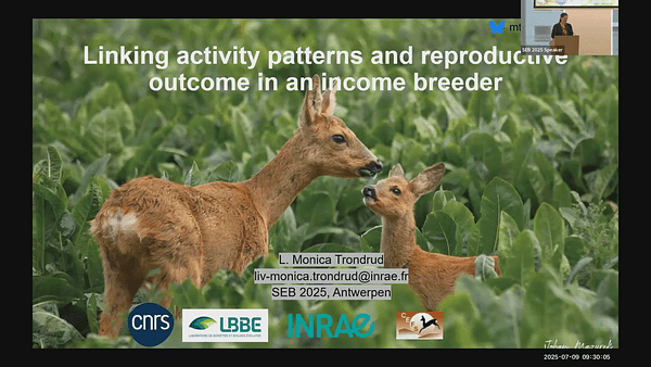 Linking activity patterns and reproductive outcome in an income breeder