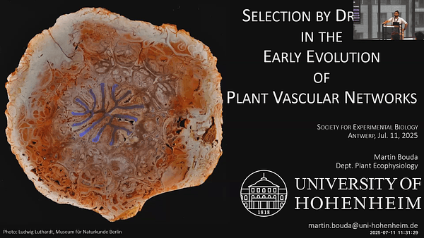 Selection by drought in the early evolution of plant vascular networks