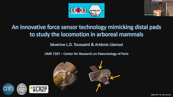 An innovative force sensor technology mimicking distal pads' functional morphology to study the evolution of locomotion in arboreal mammals