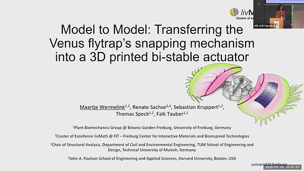 A biomimetics approach towards understanding the Venus flytrap's trap mechanics