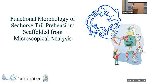 Functional Morphology of Seahorse Tail Prehension: Scaffolded from Microscopical and µCT Analysis 
