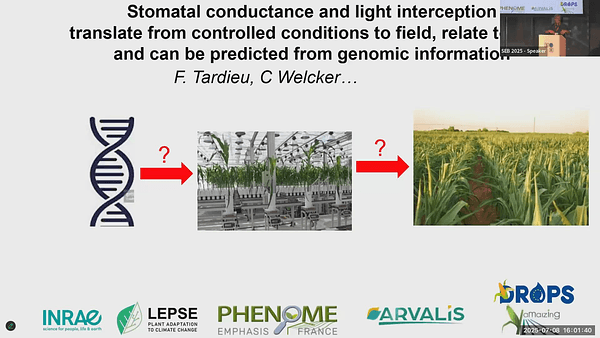 Stomatal conductance and light interception translate from controlled conditions to field and can be predicted from genomic information
