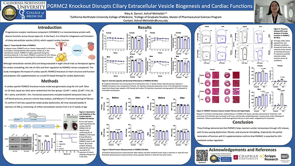 PGRMC2 Knockout Disrupts Ciliary Extracellular Vesicle Biogenesis and Cardiac Functions