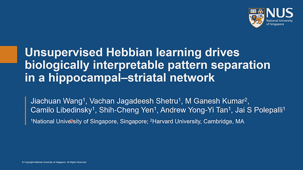 Unsupervised Hebbian Learning Drives Biologically Interpretable Pattern Separation in a Hippocampal–Striatal Network