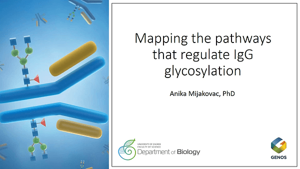 Mapping of the pathway that regulates IgG glycosylation