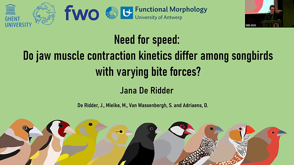 Need for speed: Do jaw muscle contraction kinetics differ among songbirds with varying bite forces?