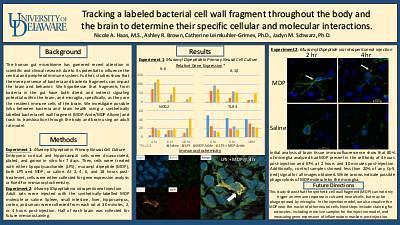 Tracking a labeled bacterial cell wall fragment throughout the body and the brain to determine their specific cellular and molecular interactions