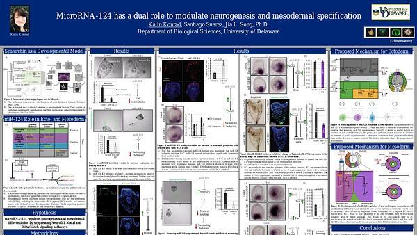 MicroRNA-124 has a dual role to modulate neurogenesis and mesodermal specification