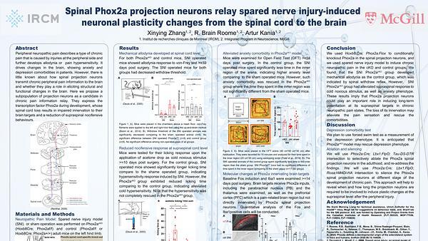 Spinal Phox2a projection neurons relay spared nerve injury-induced neuronal plasticity changes from the spinal cord to the brain
