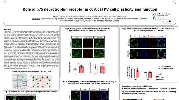 Role of p75 neurotrophin receptor in cortical parvalbumin-positive GABAergic interneurons and cognitive flexibility 