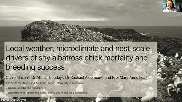 Local weather, microclimate and nest-scale drivers of shy albatross chick mortality and breeding success