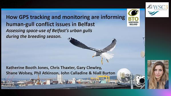 How GPS tracking and monitoring are informing human-gull conflict issues in Belfast.