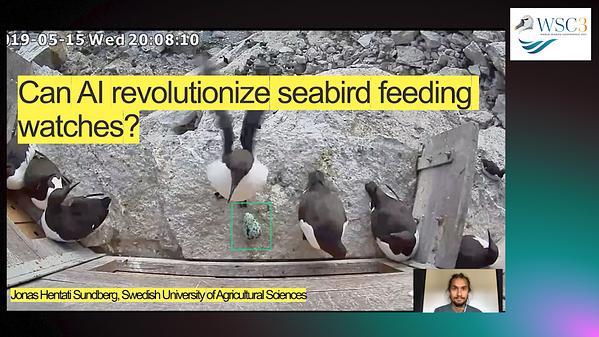 Can AI revolutionize seabird feeding watches?