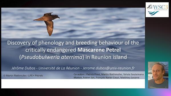 Discovery of phenology and breeding behaviour of the critically endangered Mascarene Petrel (Pseudobulweria aterrima) on La Réunion