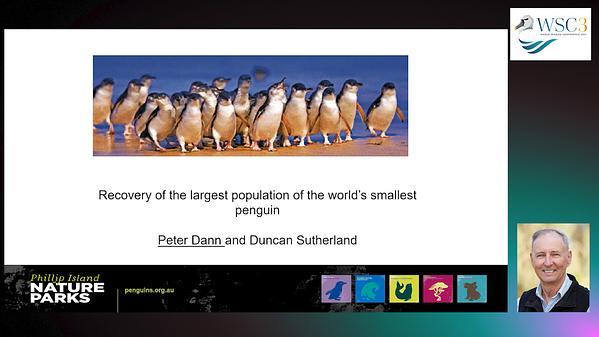 Recovery of the largest colony of the world's smallest penguin