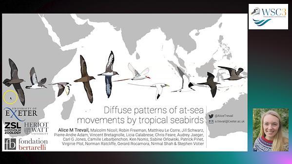 Diffuse patterns of at-sea movements by tropical seabirds