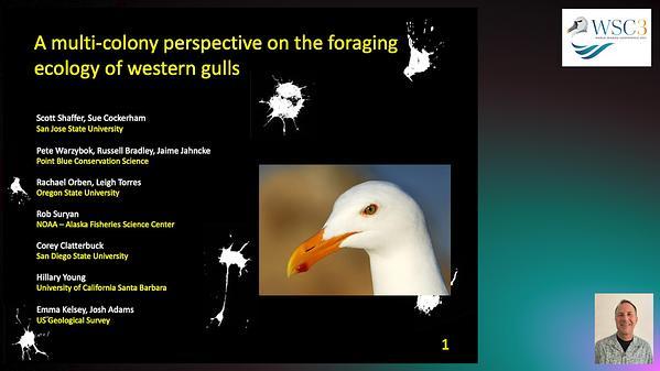 Devil's in the details: A multi-colony perspective on the foraging ecology of western gulls