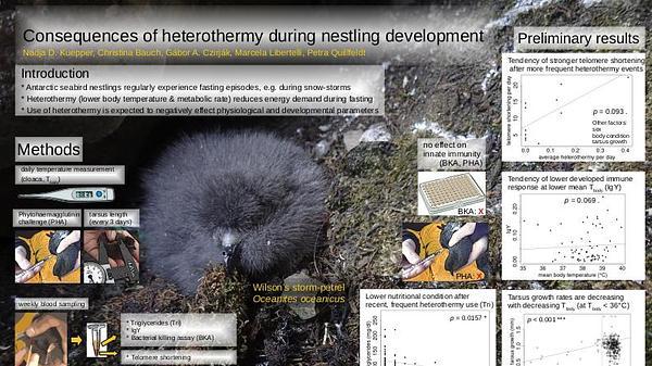 Physiological and developmental impacts of heterothermy on Wilson's storm-petrel chicks