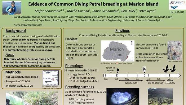 Evidence of common diving petrel breeding at Marion Island