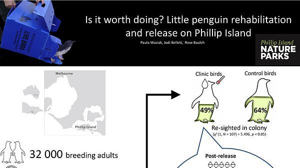 Is it worth doing? Little penguin rehabilitation and release on Phillip Island