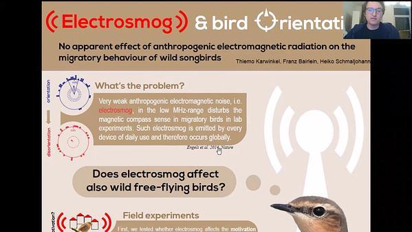 No apparent effect of anthropogenic electromagnetic radiation on the migratory behaviour of wild songbirds