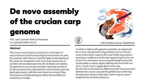 De novo assembly of the crucian carp genome