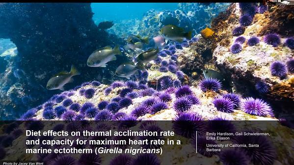 Diet effects on acclimation rate and capacity for maximum heart rate in a temperate fish (Girella nigricans)