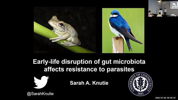 Early-life disruption of gut microbiota affects resistance to parasites
