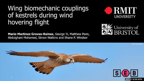 Wing biomechanic couplings of kestrels during wind hovering flight