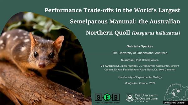 Performance trade-offs in the world’s largest semelparous mammal, the Australian northern quoll (Dasyurus hallucatus)