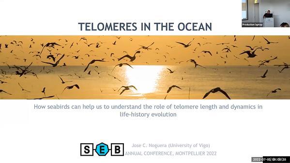 Telomeres in the ocean: how pre- and postnatal factors shape telomere dynamics in a colonial long-lived seabird