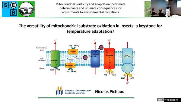 The versatility of mitochondrial substrate oxidation in insects: a keystone for temperature adaptation?