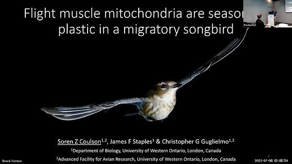 Flight muscle mitochondria are seasonally plastic in a migratory songbird