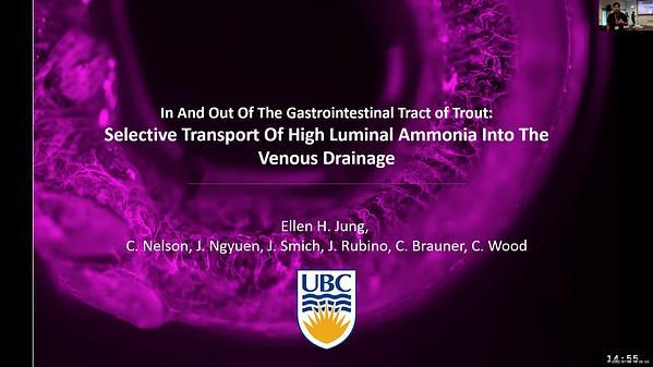 In And Out Of The Gastrointestinal Tract of Trout: Selective Transport Of High Luminal Ammonia Into The Venous Drainage
