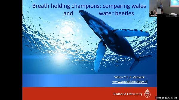 Universal metabolic constraints shape the evolutionary ecology of diving in animals