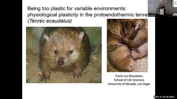Physiological plasticity and the evolution of environmental tolerance in the common tenrec.