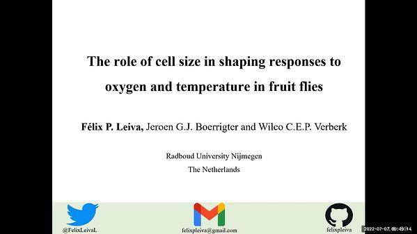 The role of cell size in shaping responses to oxygen and temperature in fruit flies