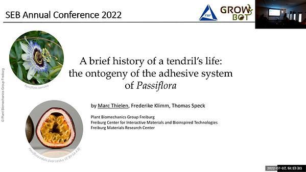 How the mechanical properties of Passiflora discophoras sping-like tendrils change over time
