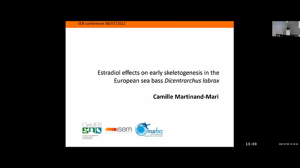Estradiol effects on early skeletogenesis in the European sea bass Dicentrarchus labrax