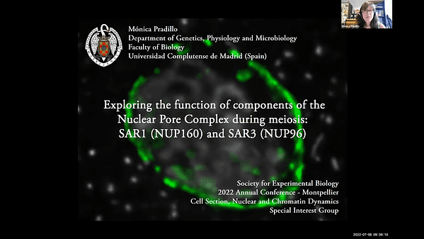 Exploring the function of components of the Nuclear Pore Complex during meiosis: SAR1 (NUP160) and SAR3 (NUP96)